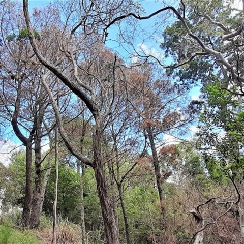 Picture of poisoned trees at Noosa Heads