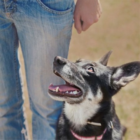 Picture of a dog with a person