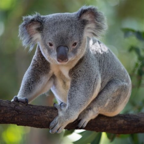 Picture of a Koala in a tree