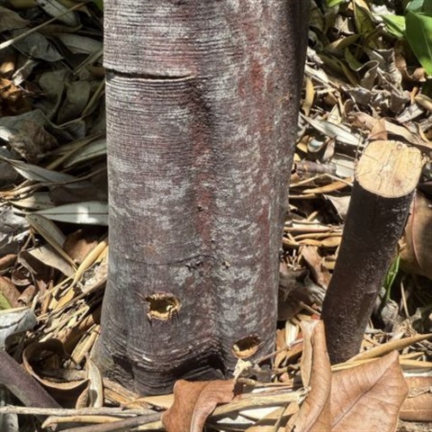 Picture of holes drilled into tree