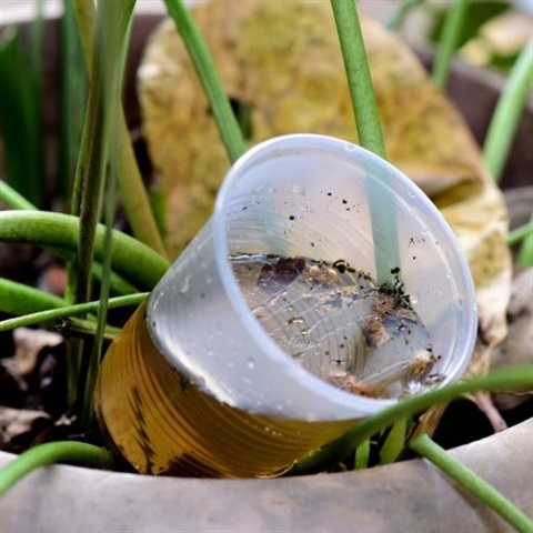 Picture of stagnant water in a pot plant