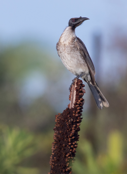 Noisy Friarbird