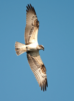 Osprey