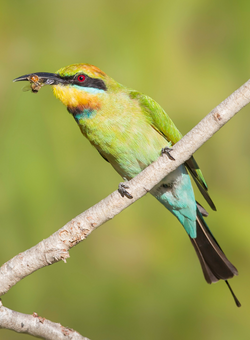Rainbow bee-eater