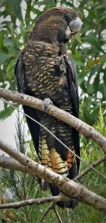 Glossy black cockatoo