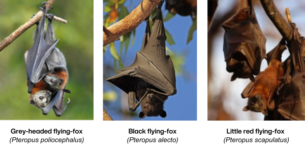 Grey headed flying fox Pteropus poliocephalus