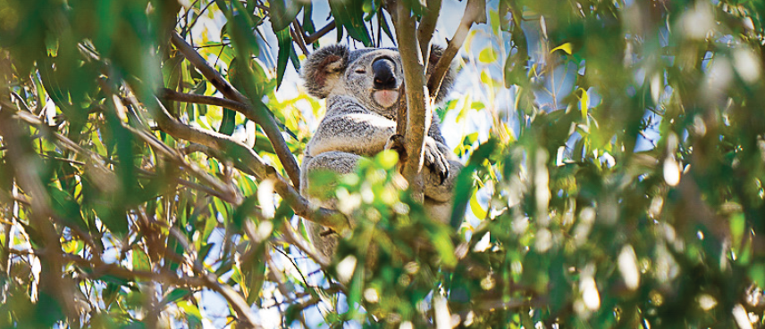 Koala image.png