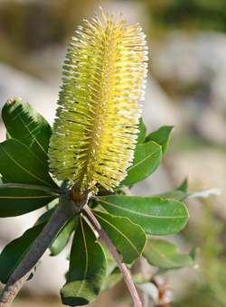 Coastal Banksia