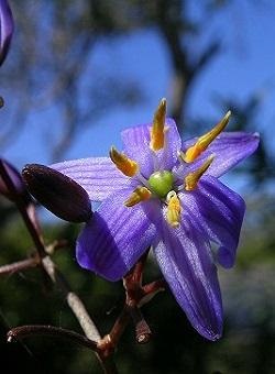 Plants common flax lily credit coolium native nursery