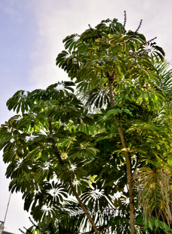 Umbrella tree