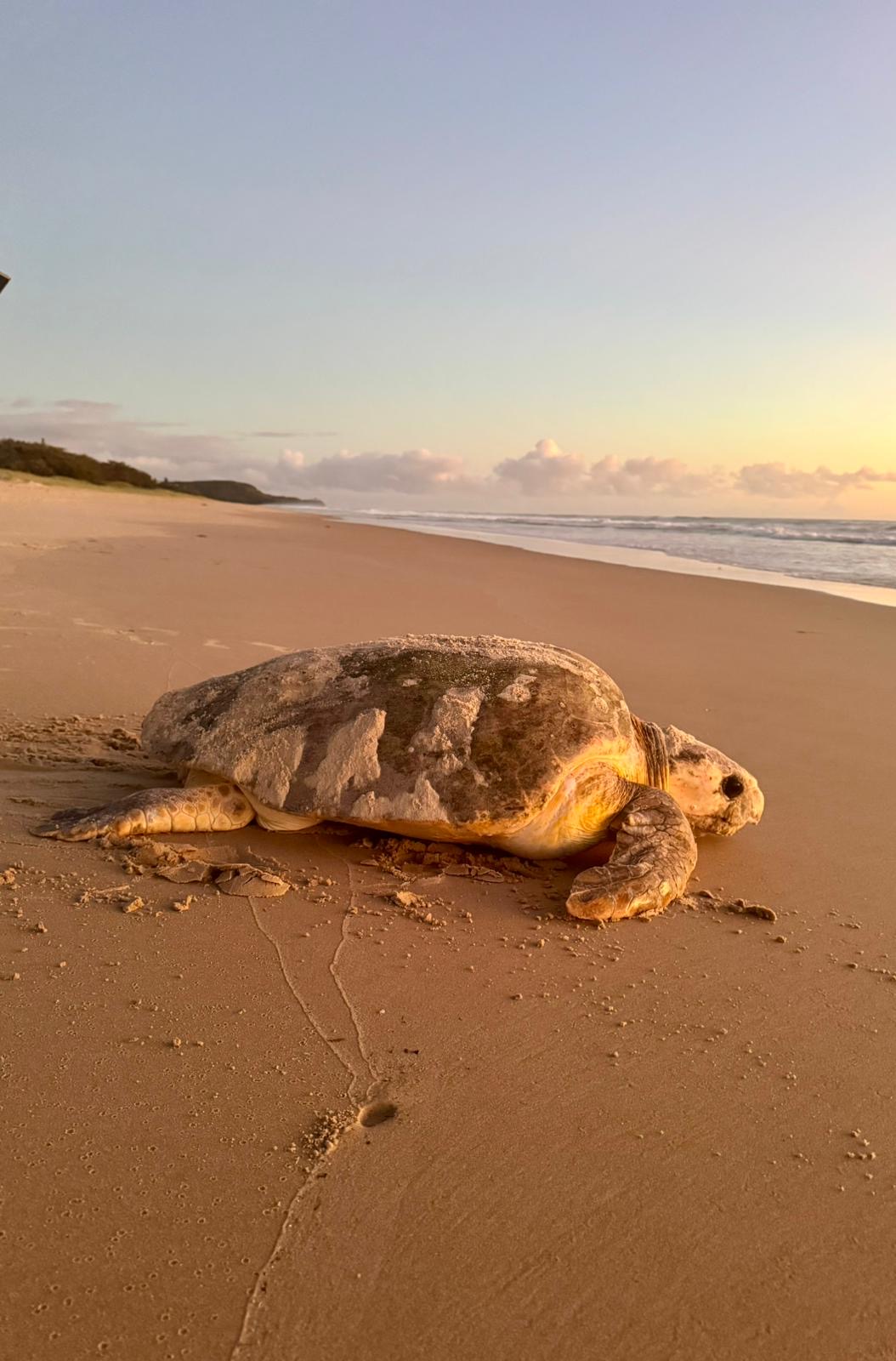 Nesting Loggerhead Sea Turtle BA38 14012025-12.JPG