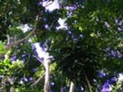 Botanic Garden rainforest