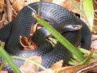 Red belly black snake