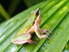 Sedge frog