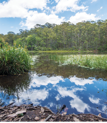 Cooroora trail