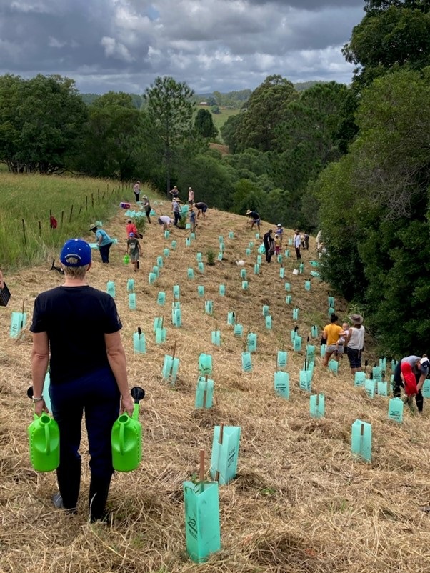 Koala habitat planting on a vca property at black mountain