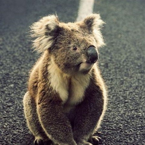 koala.jpg
